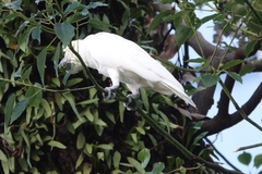 Cacatua sulphurea