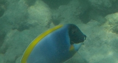 Acanthurus leucosternon