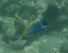 Acanthurus leucosternon