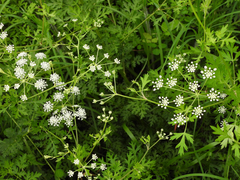 Kitagawia
