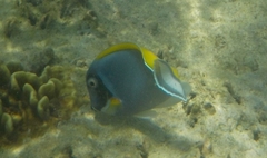 Acanthurus leucosternon