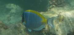 Acanthurus leucosternon