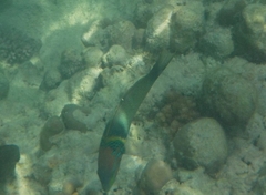 Thalassoma hebraicum