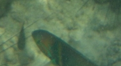 Thalassoma hebraicum