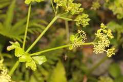 Smyrnium olusatrum