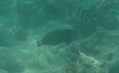 Novaculichthys taeniourus