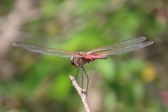 Tramea loewii