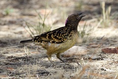 Chlamydera guttata