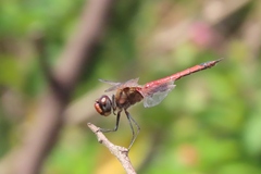 Tramea loewii