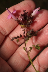 Pedicularis sylvatica