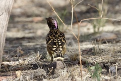 Chlamydera guttata