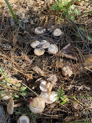 Rhodocollybia asema