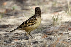 Chlamydera guttata