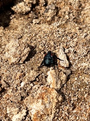 Alcaeorrhynchus grandis