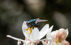 Calliphoridae