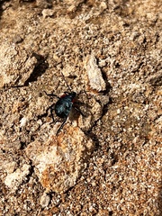 Alcaeorrhynchus grandis