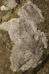 Lichinaceae