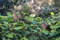 Macropygia phasianella