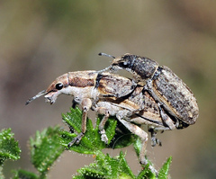 Charagmus griseus