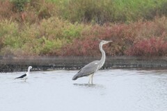 Ardea cinerea