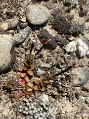 Epilobium hectori