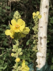 Verbascum phlomoides