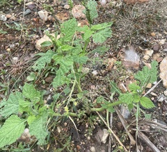 Heliotropium indicum