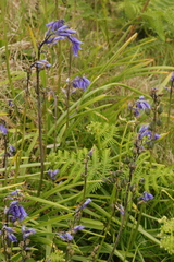 Hyacinthoides non-scripta