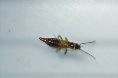 Stathmopoda plumbiflua