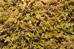 Hypnum jutlandicum