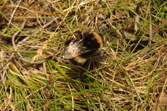 Bombus lucorum