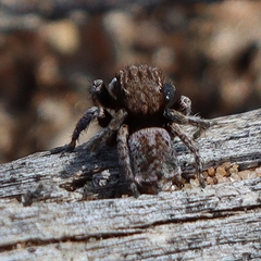 Maratus vespertilio