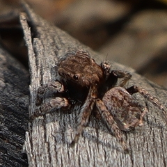 Maratus vespertilio