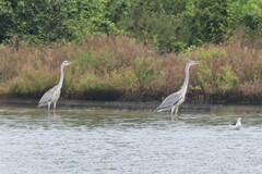 Ardea cinerea