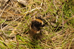 Bombus lucorum