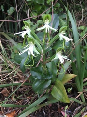 Bonatea speciosa