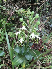 Bonatea speciosa