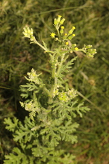 Senecio sylvaticus