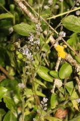 Myosotis arvensis