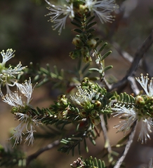 Melaleuca brevifolia