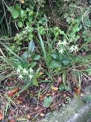 Bonatea speciosa