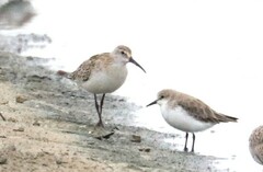 Calidris ferruginea