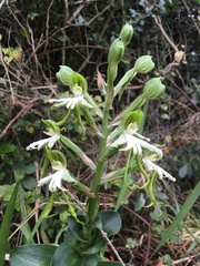 Bonatea speciosa