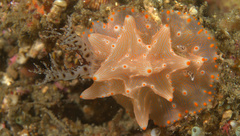 Halgerda batangas
