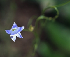 Wahlenbergia gracilis