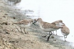 Calidris ferruginea
