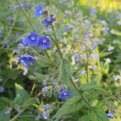 Pentaglottis sempervirens