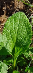 Borago