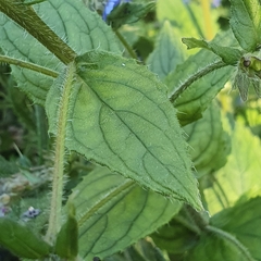 Pentaglottis sempervirens