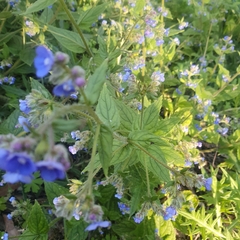 Pentaglottis sempervirens